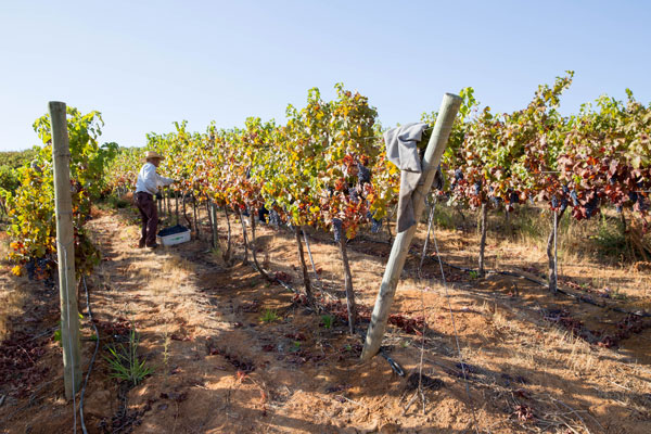 cepa Grenache 