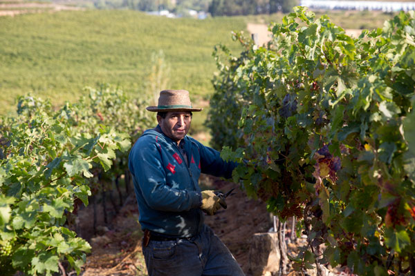 cepa mourvédre